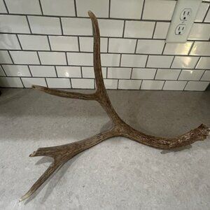 Mule Deer Buck Natural Antler Shed Wild Horn 5 Pt Rack Decor Dark